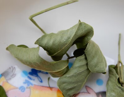 山区新货新鲜晒干花生叶安心睡眠茶中药材500g无农药干花生叶【图片