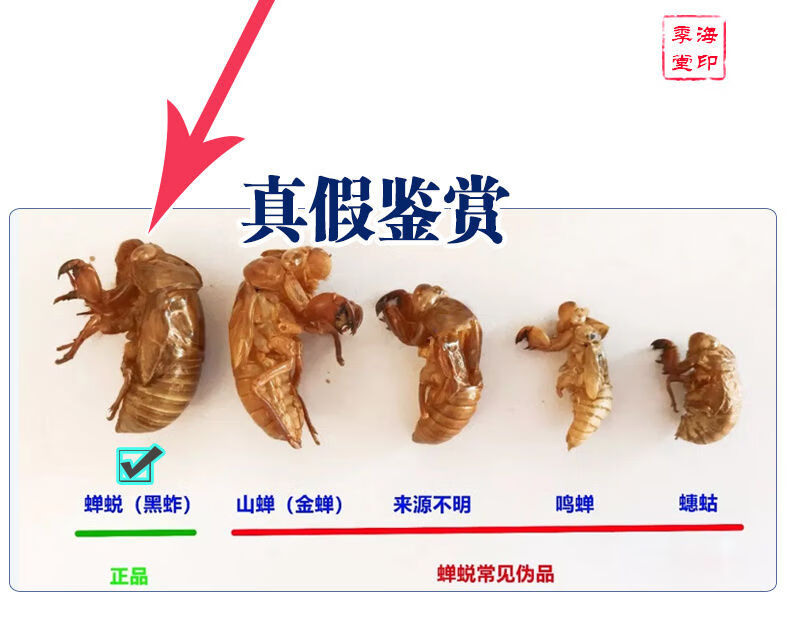 中药材蝉蜕知了皮100g蝉衣蝉壳虫蜕虫退爬了猴壳金蝉衣【图片 价格