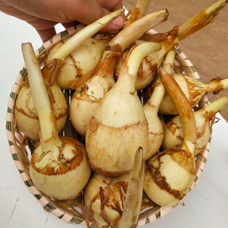 云南茨菇新鲜现挖现买大茨菇慈姑马蹄茨孤蔬菜白慈姑批 3斤大茨菇