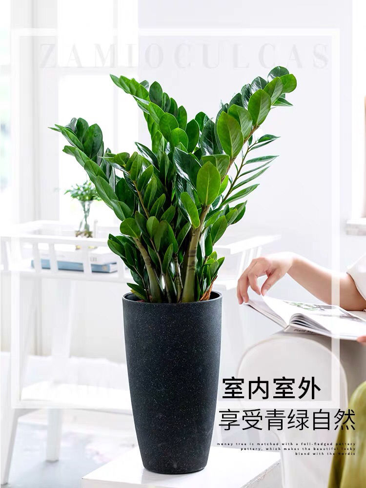 精选金钱树盆栽室内客厅桌面旺财植物四季常青好养净化空气吸甲醛中盆