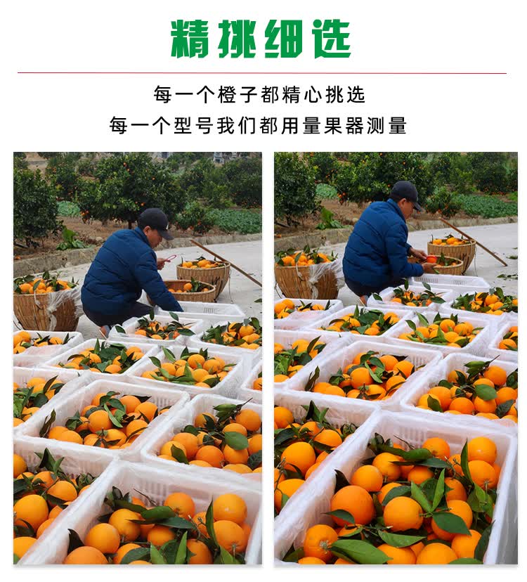 重庆特产巫山恋橙曲尺纽荷尔新鲜水果现摘现发20斤装65mm含70mm不含9
