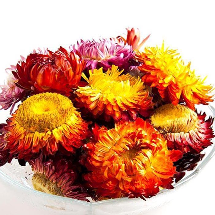 七彩菊花正宗新货西藏野生七彩菊花茶散装新货七彩藏菊花茶叶七彩菊