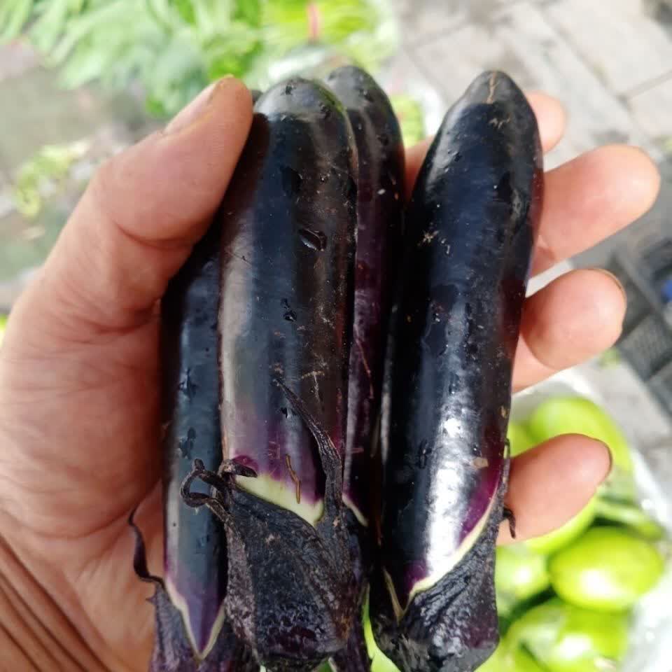 东北紫把小茄子生吃小茄子新鲜农家自种新鲜蔬菜蒜茄子1斤小茄子