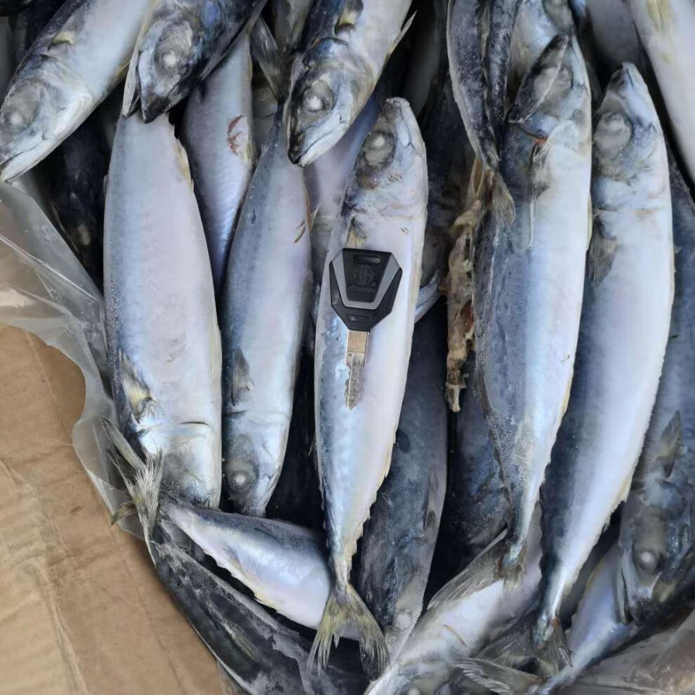 顺丰家庭版鲐鲅鱼青条鱼青占鱼3斤5斤10斤起发家