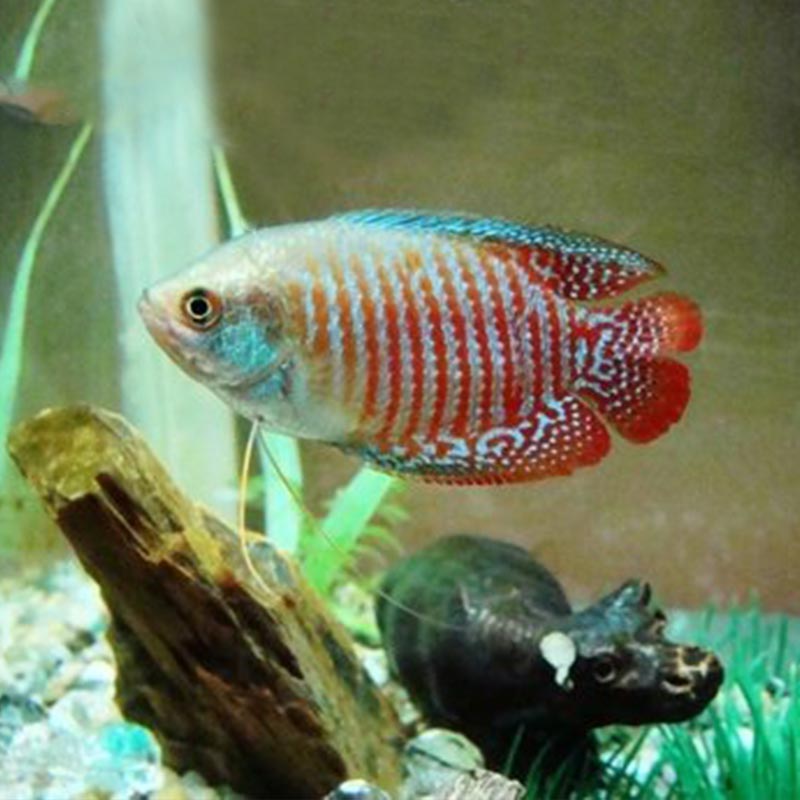 五彩丽丽鱼活体热带鱼血丽丽活体观赏鱼活小型鱼淡水鱼好养耐活鱼 4-5