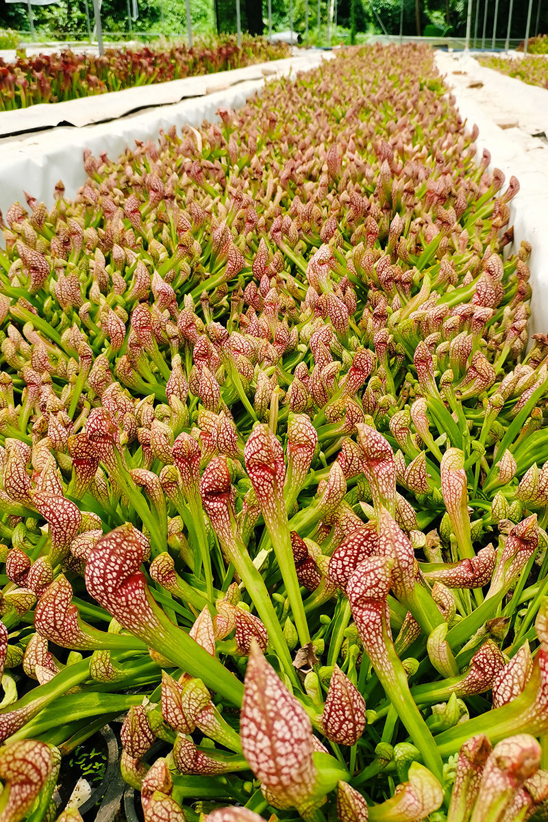 *轻奢菲朗食虫植物大瓶子草盆栽阳台客厅办公桌面虫幼儿园绿植抖音网