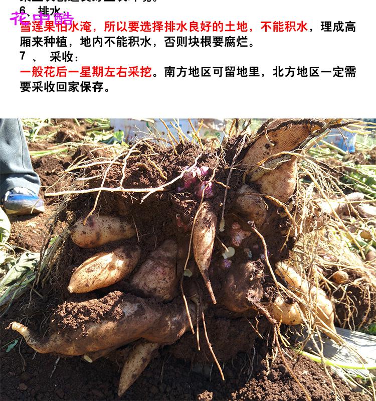 天山雪莲雪莲果种孑云南特产天山雪莲果种孑2斤红心雪莲果种子种苗种