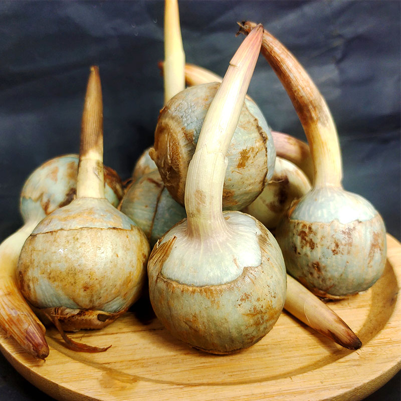 大茨菇批发10斤慈姑云南新鲜茨菇现挖大茨菇火锅配菜芽茨菇苗5000g