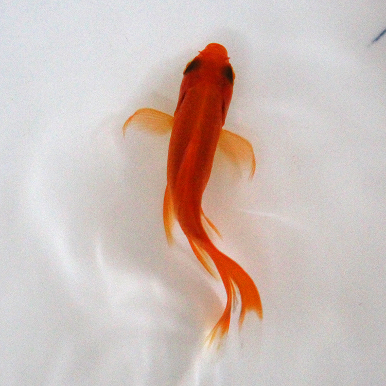 麦基乐锦鲫活体红草花草锦鲫鱼鲤鱼苗冷水淡水观赏鱼