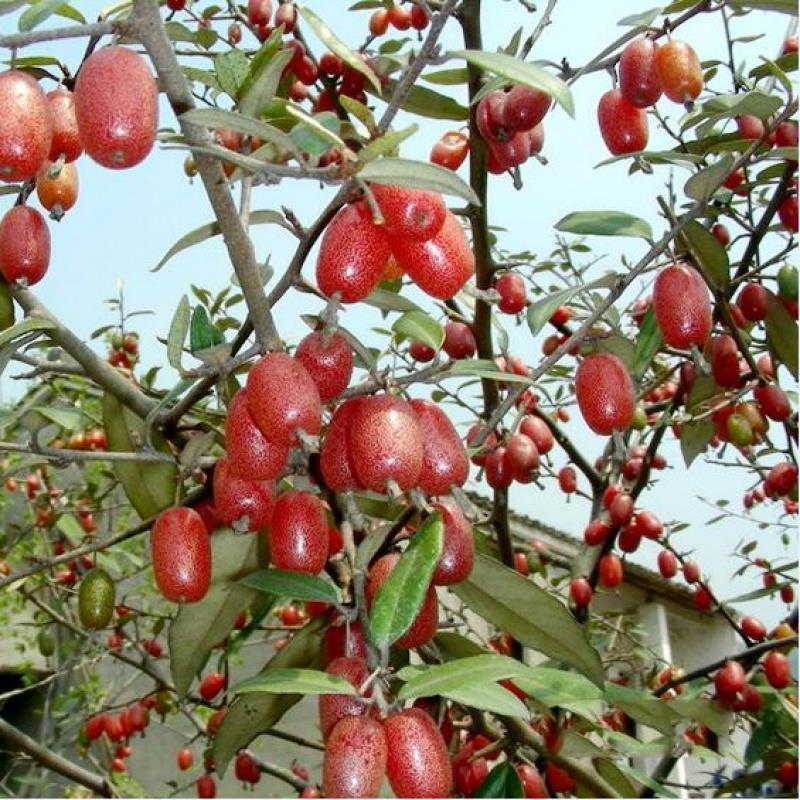 羊奶果苗特大果羊奶果苗胡颓子苗胡秃子树苗羊奶果树苗当年结果树 6年