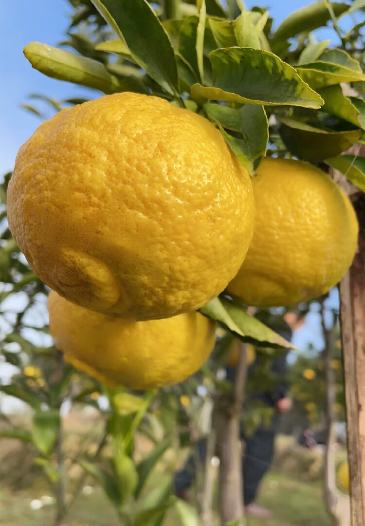 怀化洪江黄金贡柚象山青新鲜水果湖南小柚子10斤时令水果礼盒送礼品