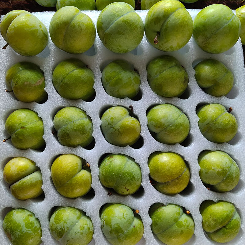 现货贵州六马蜂糖李5斤大果蜂蜜李空心青脆脱骨李子新鲜应季水果 2500