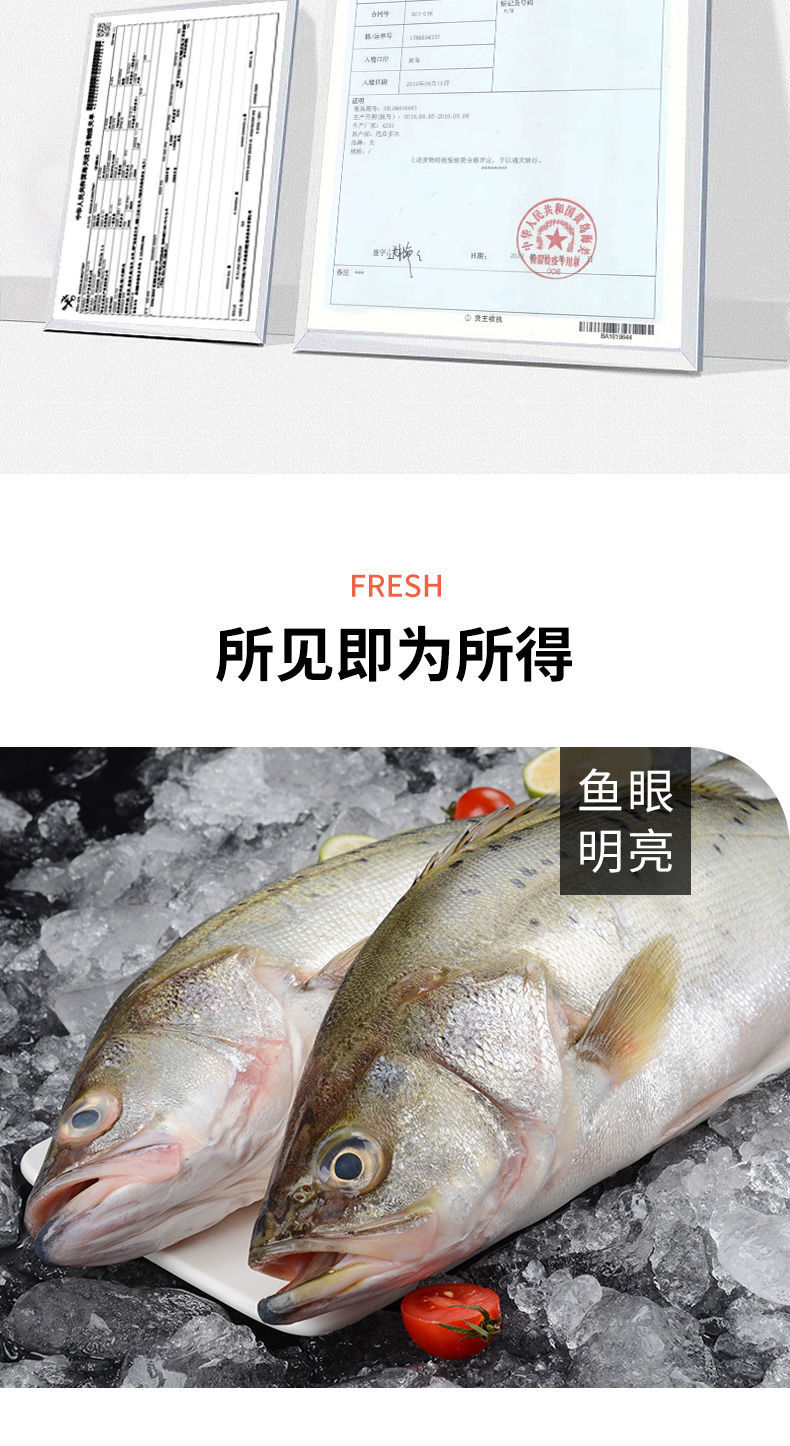 特大号海鲈鱼新鲜鲜活寨花鱼鲈板鱼花鲈鱼海鲜水产批发渔船直发2条