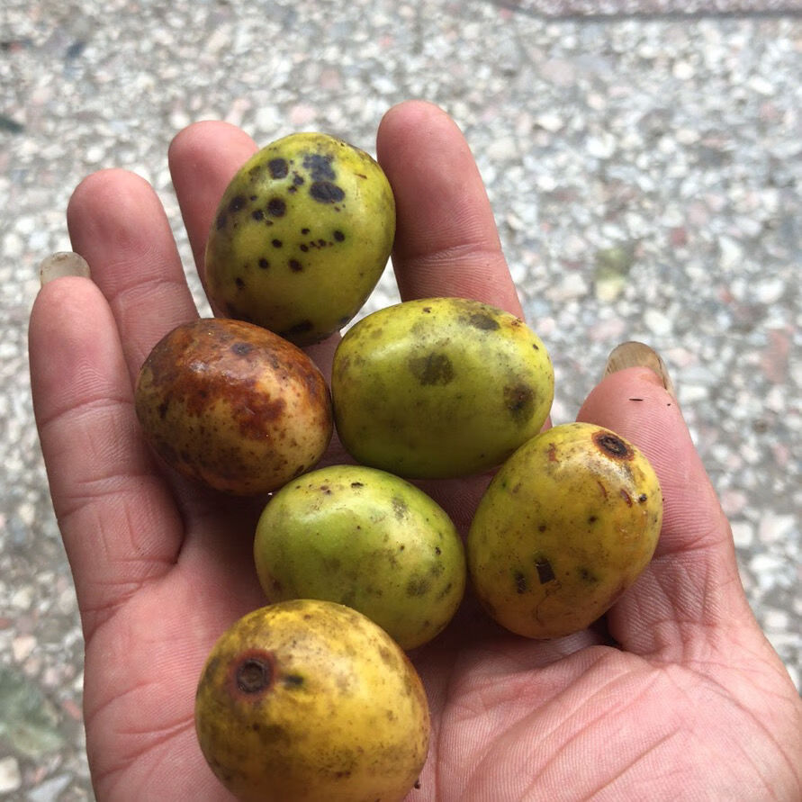 江西野生酸枣鼻涕果新鲜五眼果现摘现发南酸枣黄酸枣青酸枣酸枣糕 20