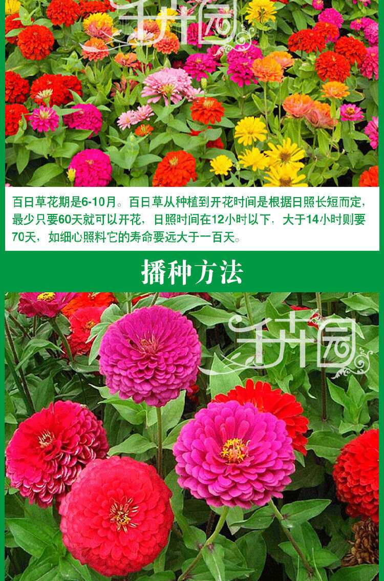 百日草花种子混色百日菊花籽四季开花易活花种子庭院阳台盆栽花卉