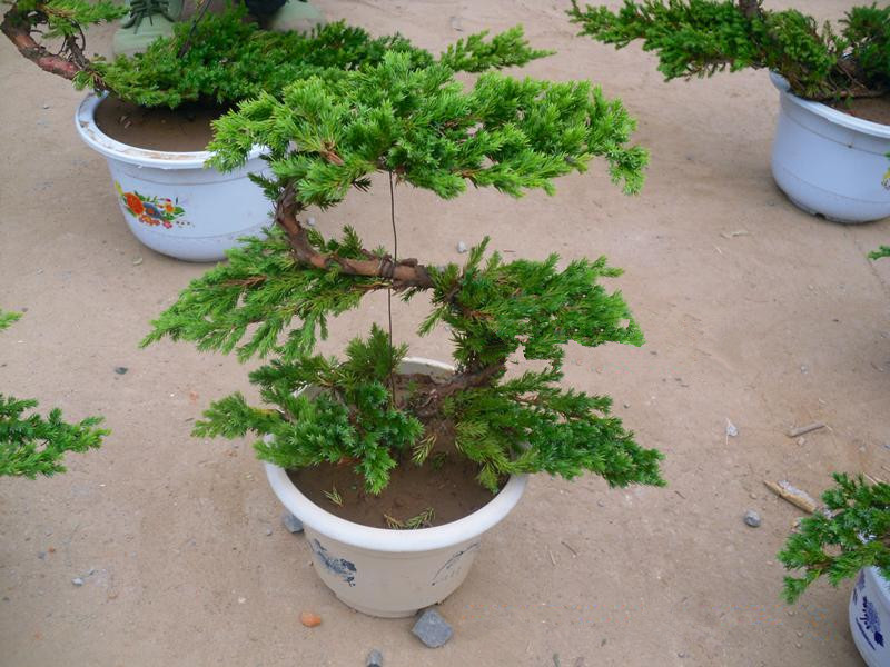 长青树苗精选绿化工程地柏苗地柏盆景地柏树苗爬地柏铺地植物包活 40