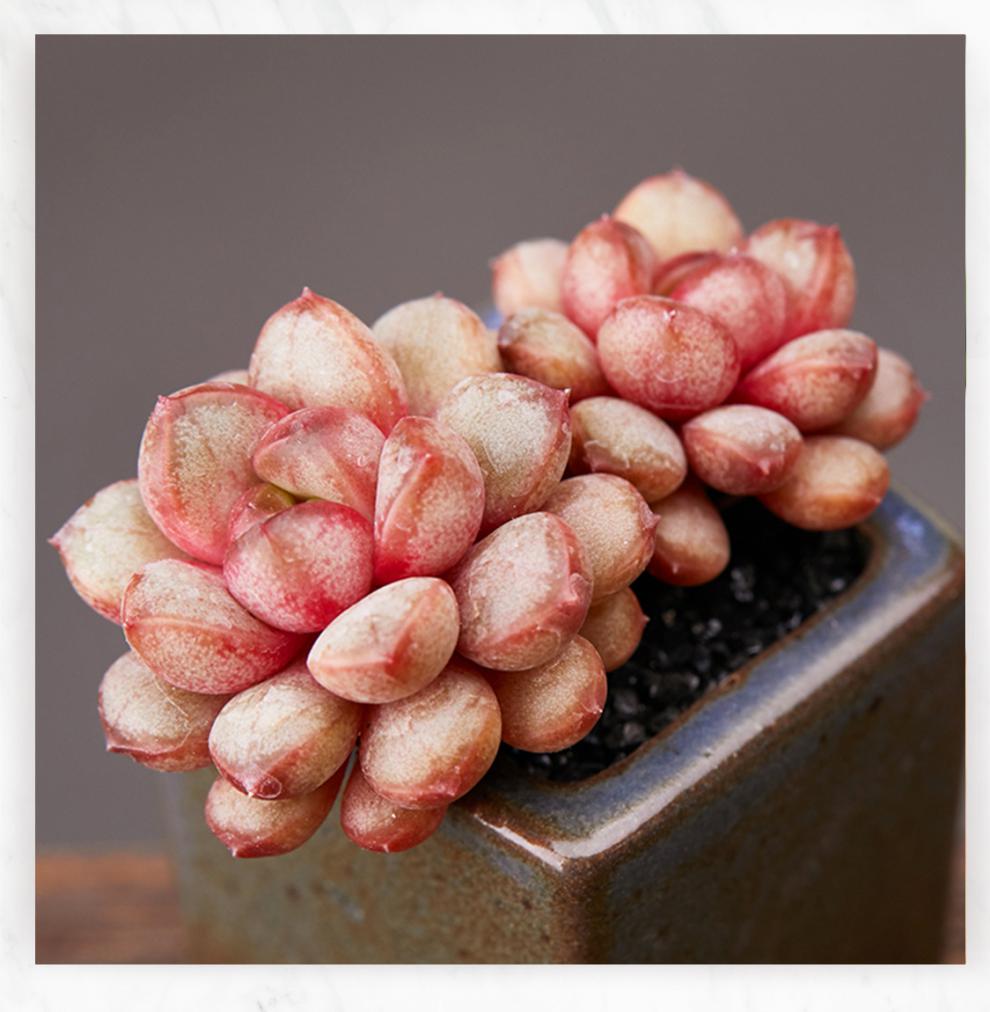 葡萄多肉植物单头34cm个性肉肉植物办公室盆栽葡萄单头34cm裸根不带土