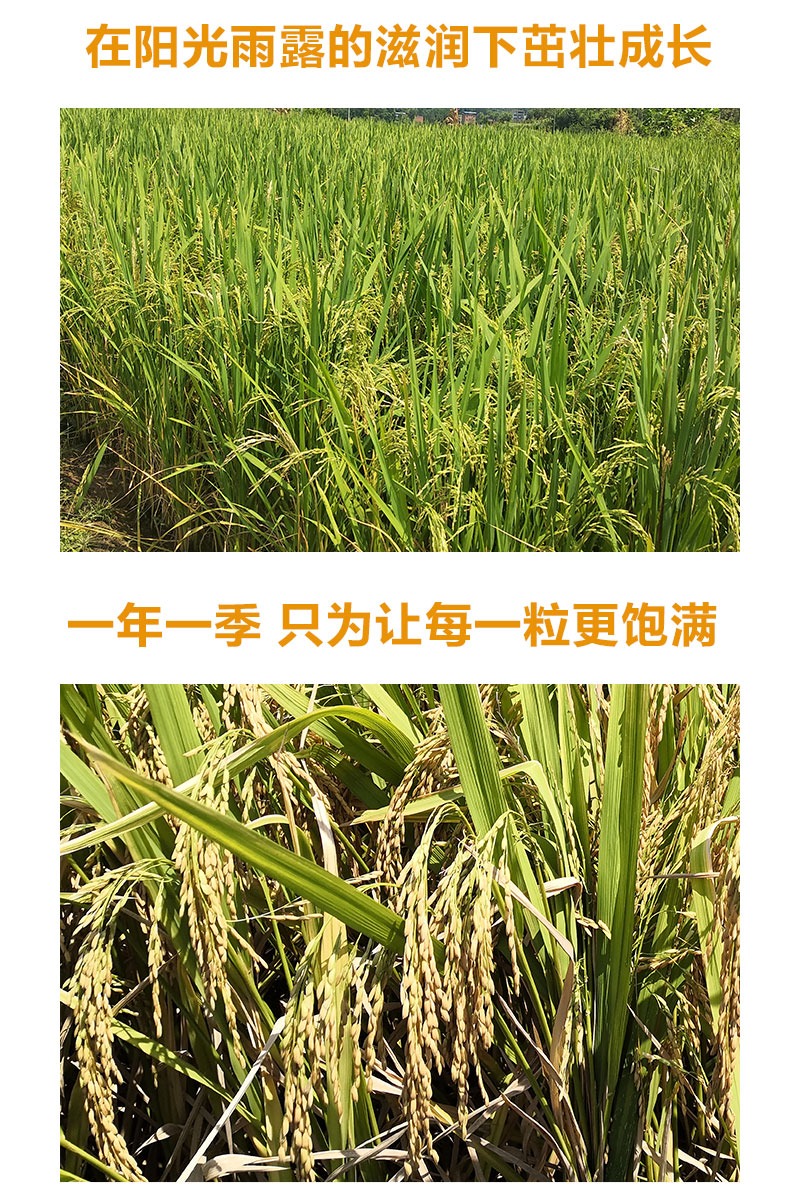 c3380daff6c81ece.jpg