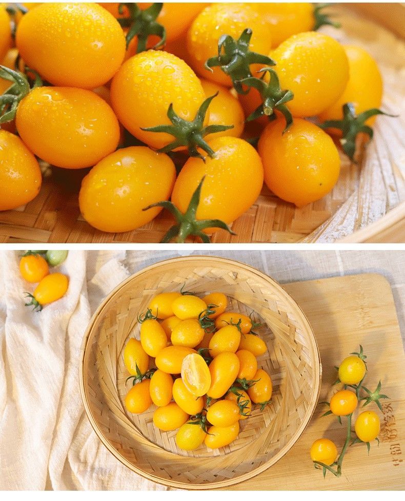 现摘新鲜黄金圣女果黄色圣女果小西红柿黄色小番茄孕妇水果黄色红色