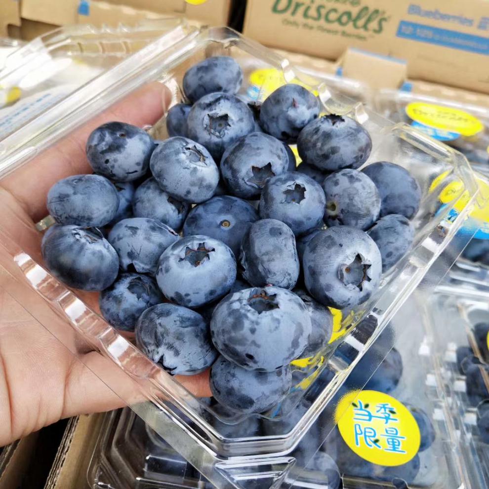云南蓝莓王限量版12盒特大果脆甜新鲜水果顺丰蓝莓王限量版6盒1828mm