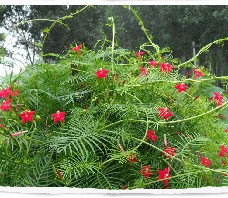 种子四季开花易活花种籽子庭院室外内盆栽爬藤攀援植物羽叶茑萝250克