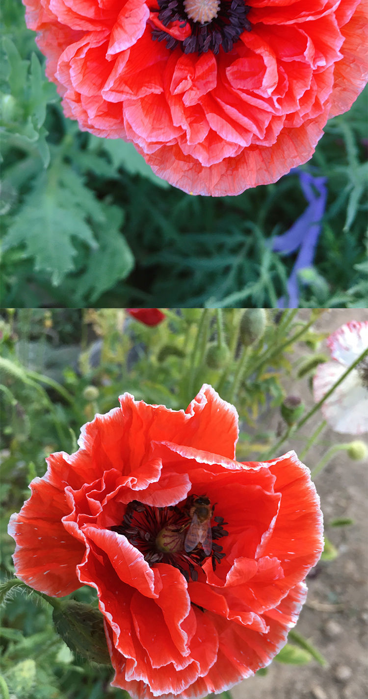 【精选绿植】虞美人种子 肥混色重瓣丽春花种子冰岛虞美人花庭院室外