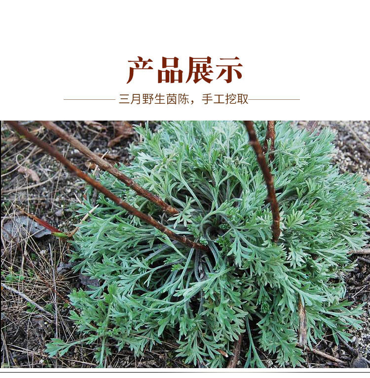 晨臻【】新鮮茵陳蒿三月綿茵陳草 2斤乾貨【圖片 價格 品牌 報價】