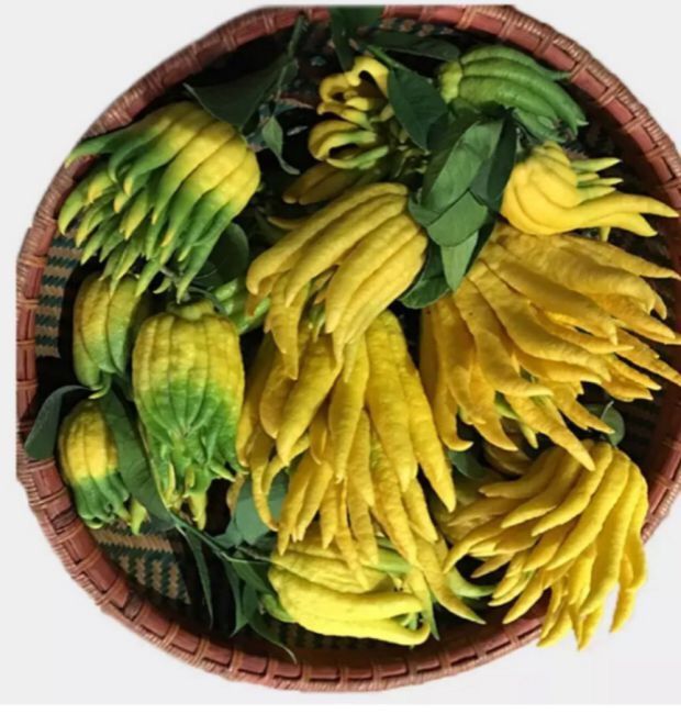 佛手果金佛手柑橘五指香橼密罗柑九爪木润喉鲜果食同源供佛观赏 200