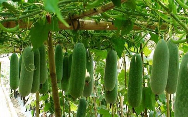 花明月早绿小冬瓜种子碧绿迷你小节瓜种籽水果冬瓜大棚春季早熟高产