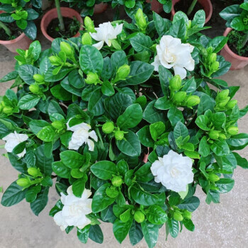 奔新农大叶牡丹栀子花独杆6070大叶牡丹栀子花独杆6070公分高加仑盆