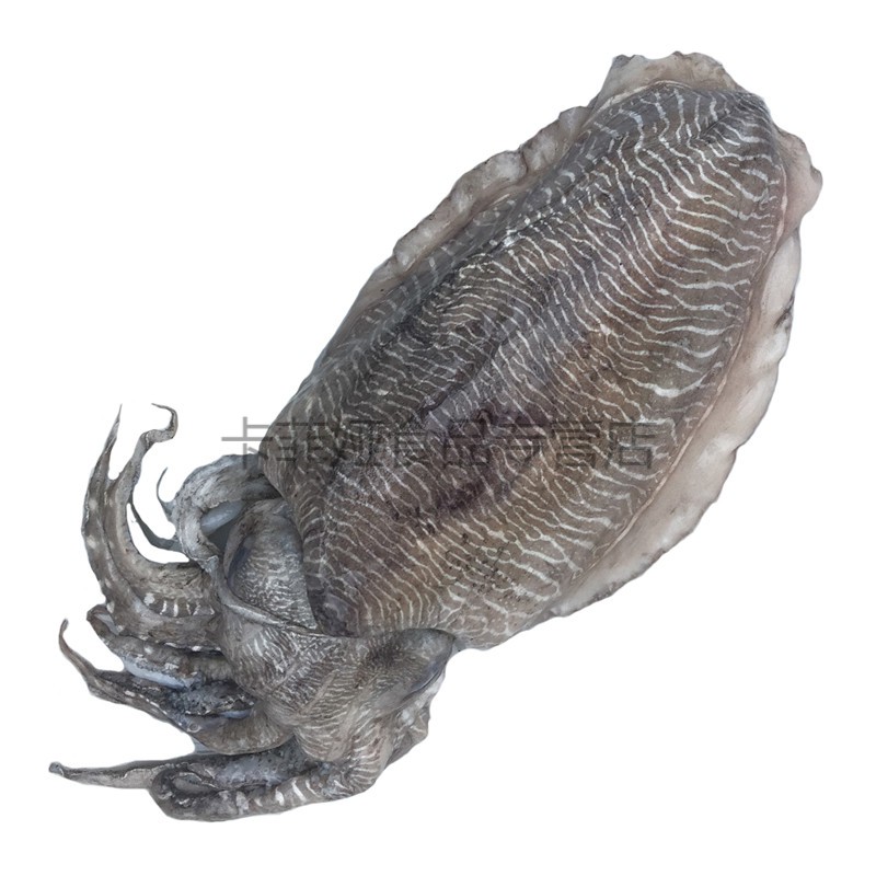 大墨鱼 新鲜大乌贼鱼 深活 墨鱼仔 目鱼乌贼水产 顺丰 2kg【图片 价格