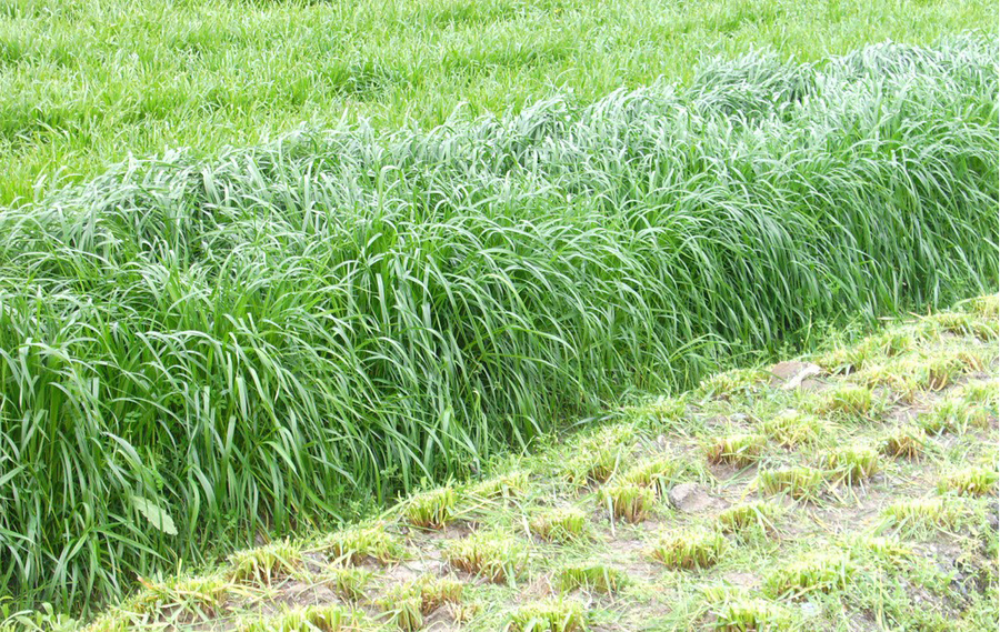 00g店铺:花听云拼购旗舰店商品编号:63663454236商品名称:htyun牧草