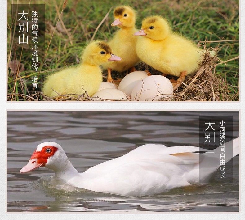 鸭红嘴鸭子红头鸭雁鸭腾鸭番鸭散养土鸭草鸭肉 公 红嘴鸭 5.1-5.