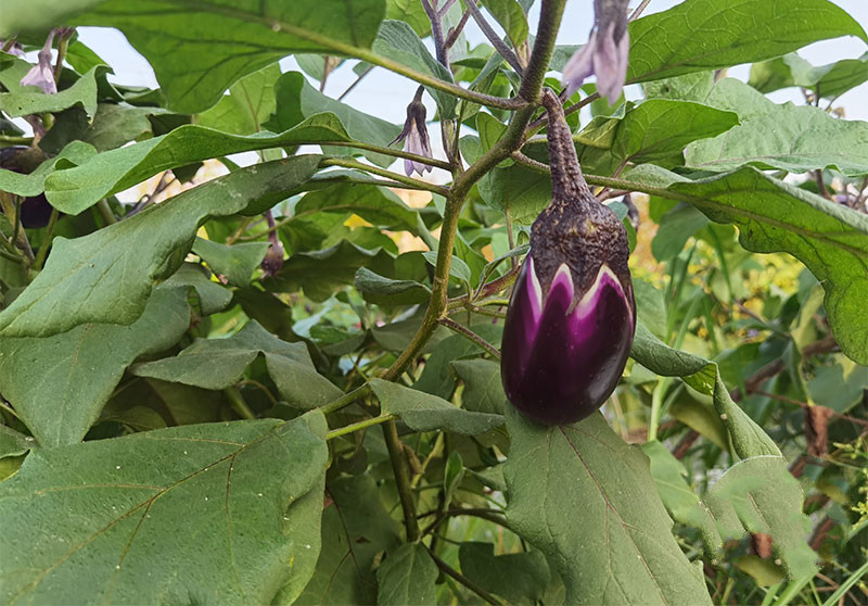 农家自种保温箱冰袋发134斤湖南浏阳本地圆茄子紫红色圆茄子土短茄子