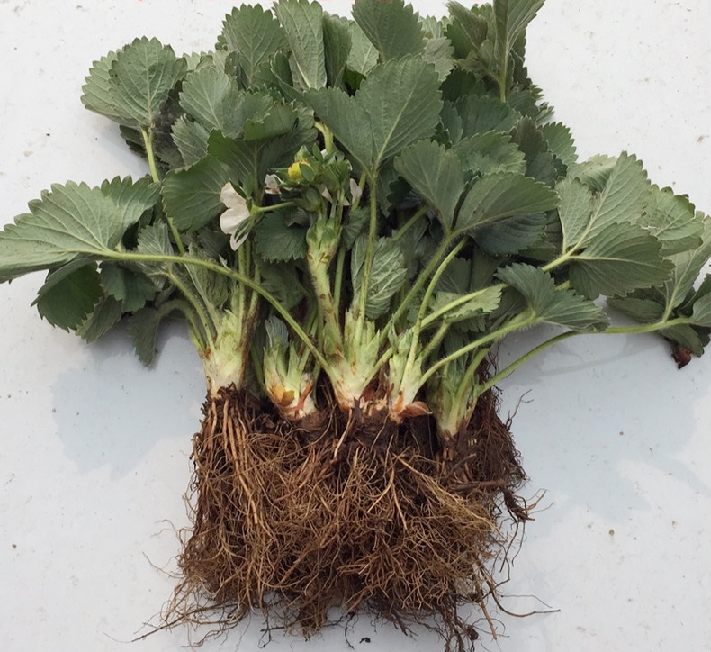 四季草莓苗 南北方树苗红颜奶油草莓种苗秧盆栽阳台种植 四季草莓(10