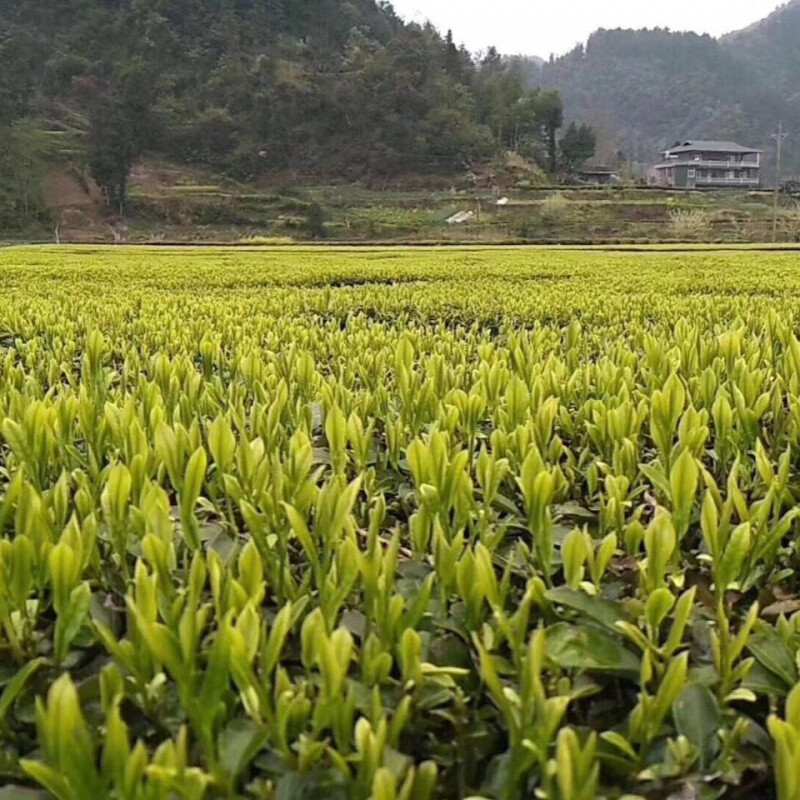 恩施绿茶硒茶高山茶叶新茶清明茶新茶散装茶叶正宗口粮茶茶叶500克