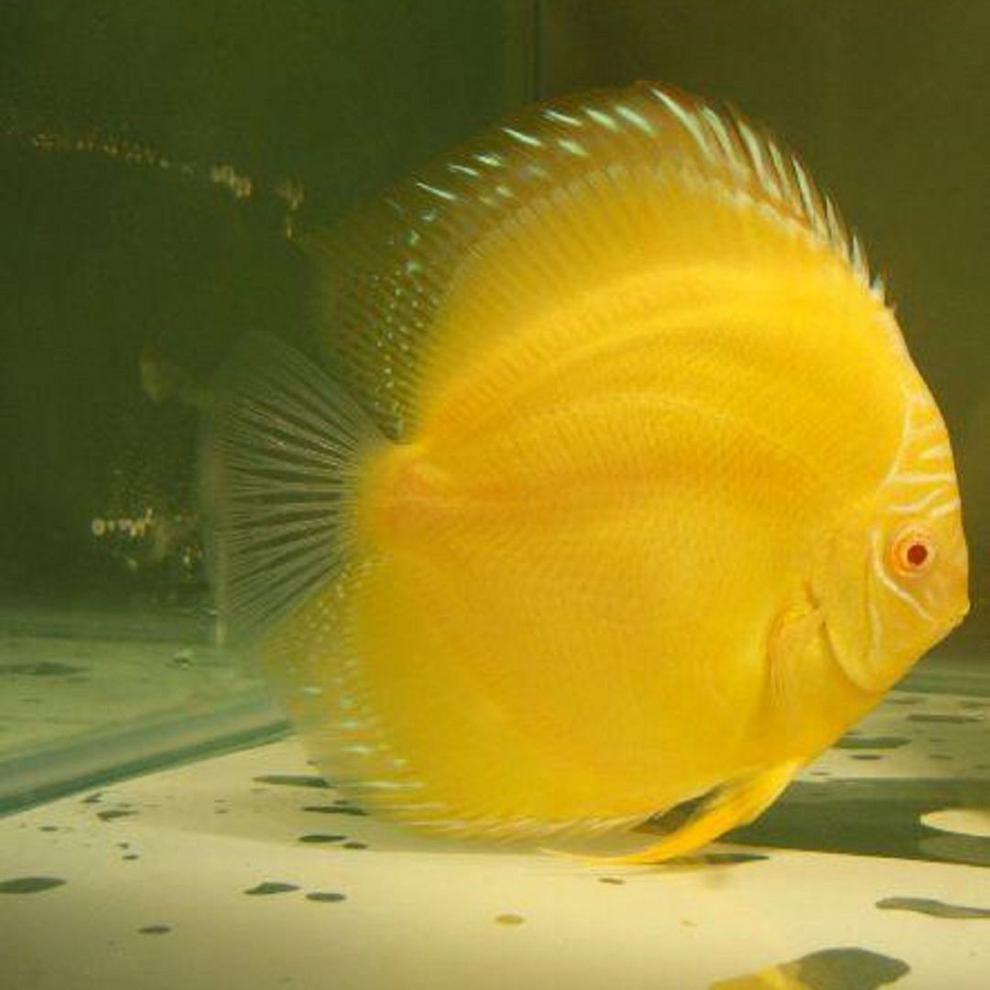 精品七彩神仙鱼涨风水热带观赏鱼渔场直销包活包损精品红妃肉身45厘米