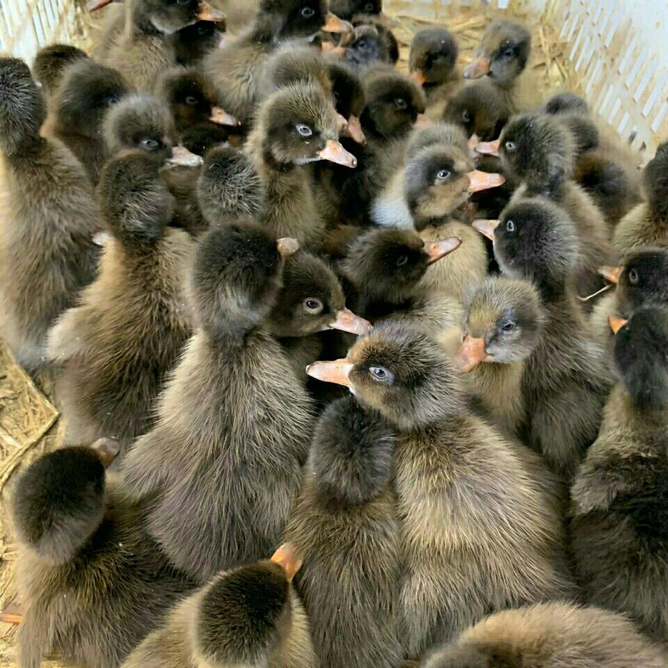 鸭苗活体批发土鸭子麻鸭苗仔活体金定鸭麻鸭苗纯种正黑番鸭苗肉鸭活体