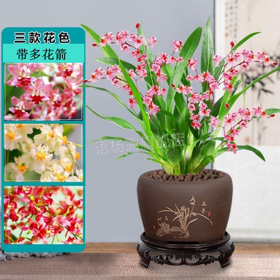 梦香兰花盆栽含盆 梦香文心兰 室内盆栽兰花 开花超香 黄色梦香 一盆2