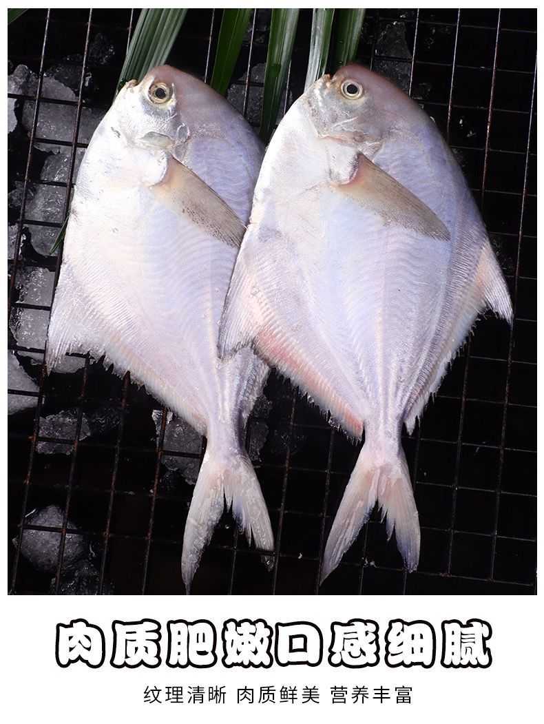 海捕银鲳鱼舟山新鲜白鲳鱼扁鱼平鱼海鱼鲜活冷冻水产6斤海鲜6斤银鲳