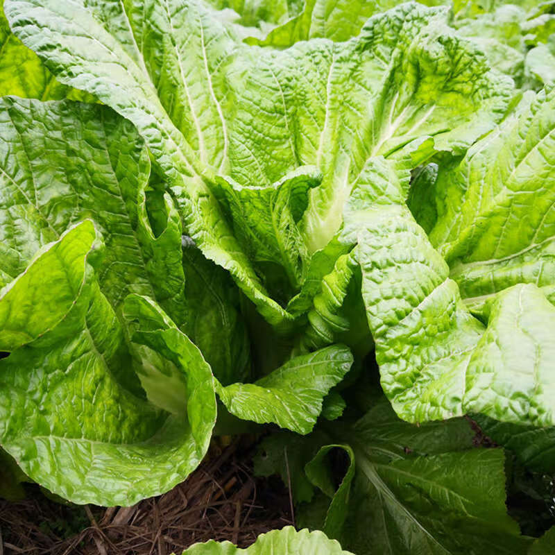 青樱红荔芥菜新鲜四川泡青菜大叶青宽邦芥菜时令蔬菜泡酸菜酸菜鱼原料