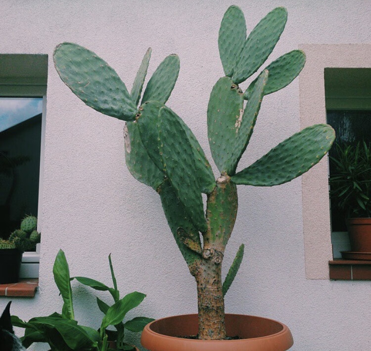 高原峭壁仙人掌树霸气老桩盆景大型沙漠造景多肉植物盆栽花卉绿植奇艺