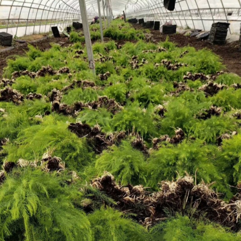 基地直发绿色芦笋苗种根多年生阳台楼顶院大田四季种植菜苗盆栽绿色