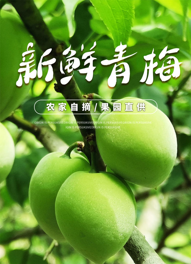 更多参数>>国产/进口:国产类别:青梅包装形式:简装商品产地:中国大陆