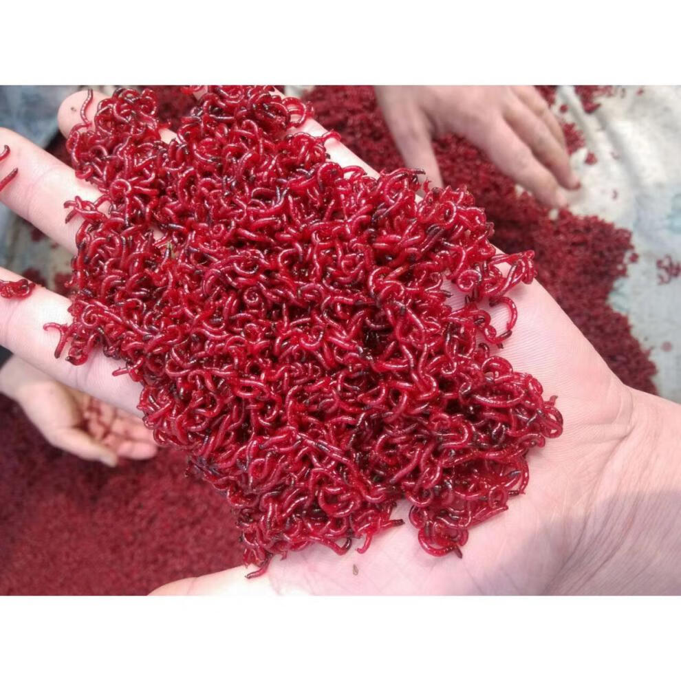 红虫活饵特大号公虫活体鲜活喂鱼饵拉饵鲫鱼野钓饵料钓鱼红虫蚯蚓