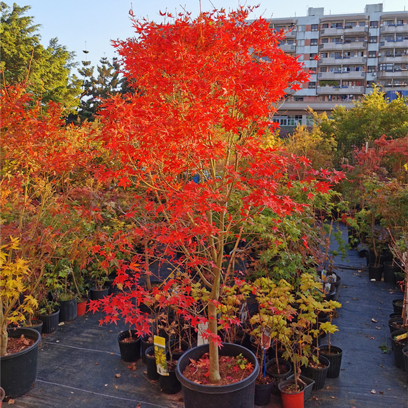 枫树红茜空彩叶红枫黄金枫庭院树盆栽丛生大苗鸡爪槭主树茜空10加仑