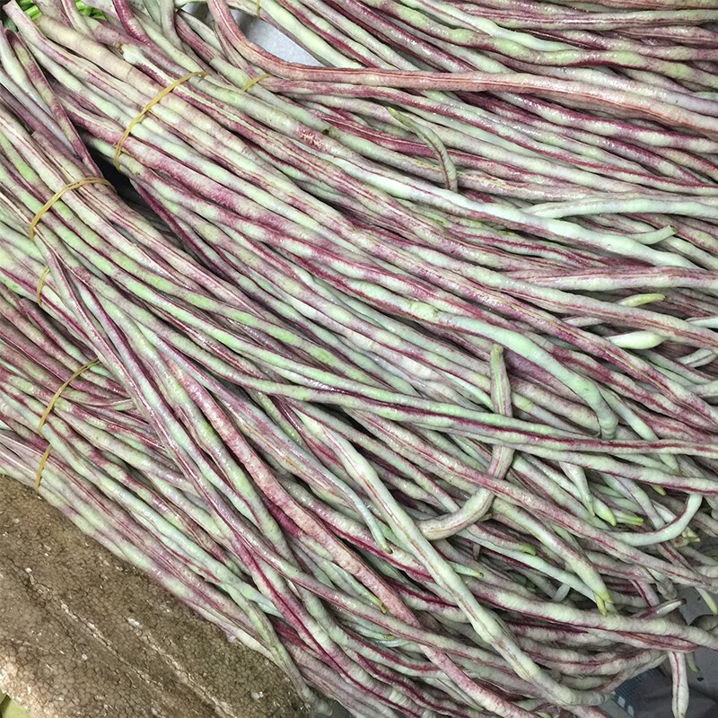 乐子君 特长豇豆花皮豇豆种孑豆彩虹豆高产四季豆种籽春夏季菜种子