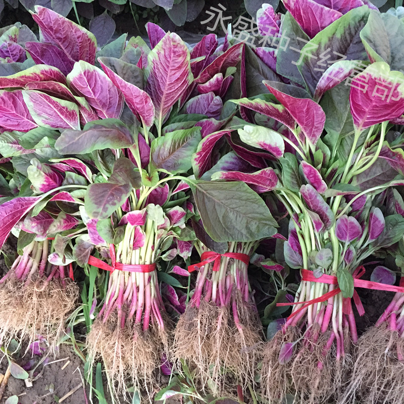 红苋菜种籽马齿苋籽汗菜尖叶白苋菜种子阳台盆栽青菜汉菜蔬菜种孑普通