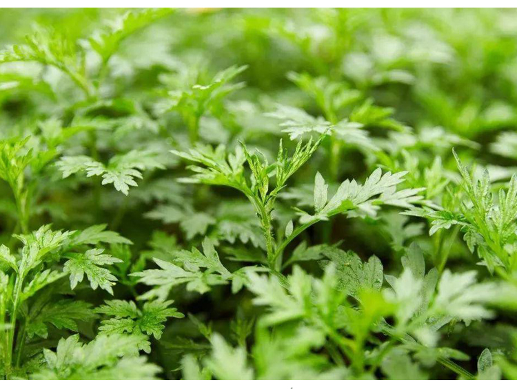 艾叶新鲜食用蔬菜嫩艾叶草糍粑粑田艾草青团子现摘清明草3斤500g