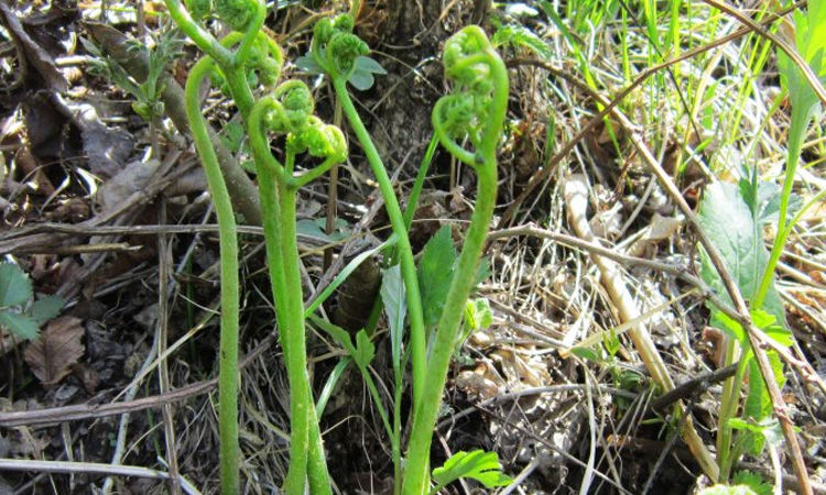 2斤蕨菜新鲜水蕨菜 猫爪龙头菜拳头菜蕨菜干蕨菜清水保鲜装 2袋(1000